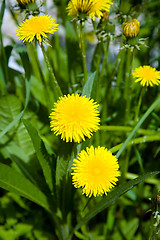 Image showing Flowering dandelion