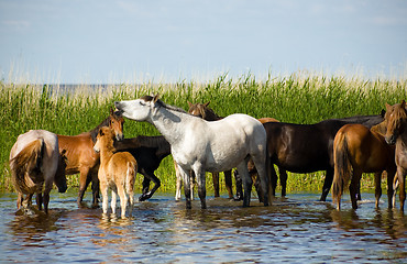 Image showing Horses on the watering.