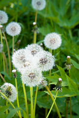 Image showing Dandelions.