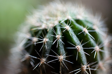 Image showing Cactus.