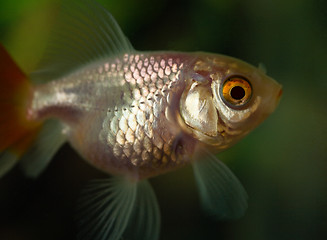 Image showing Goldfish