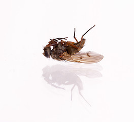 Image showing Dead housefly