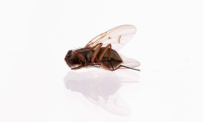 Image showing Dead housefly