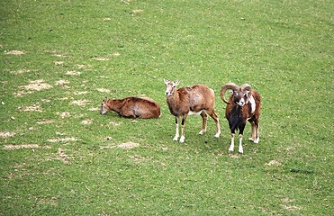 Image showing  Three capricorns