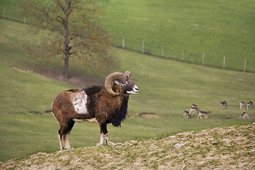 Image showing Young capricorn