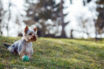 Image showing Cute small yorkshire terrier