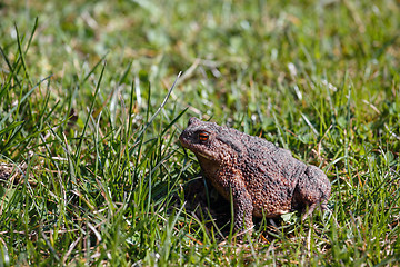 Image showing brown toad in the garden