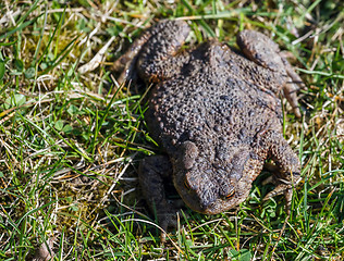 Image showing brown toad in the garden