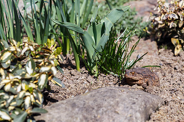 Image showing brown toad in the garden