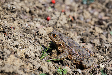 Image showing brown toad in the garden