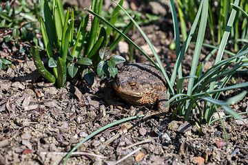 Image showing brown toad in the garden