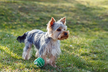 Image showing Cute small yorkshire terrier