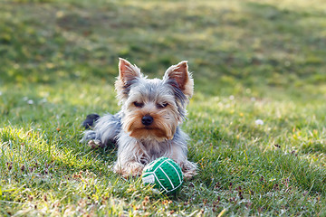 Image showing Cute small yorkshire terrier