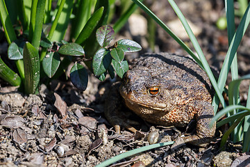 Image showing brown toad in the garden