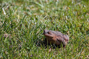 Image showing brown toad in the garden