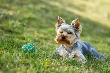 Image showing Cute small yorkshire terrier