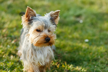 Image showing Cute small yorkshire terrier