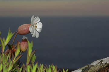 Image showing Sea campion # 01