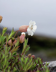 Image showing Sea campion # 02