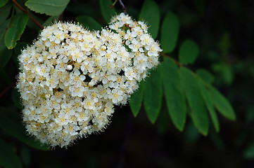 Image showing Rowan, ( sorbus aucuparia)