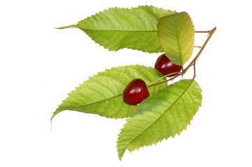 Image showing Cherries