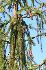 Image showing Spruce tree