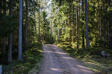 Image showing Dirt road through a shiny forest