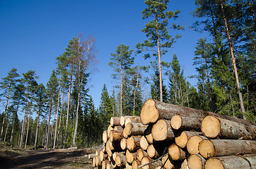 Image showing Timber stack of whitewood