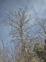 Image showing tree and stones