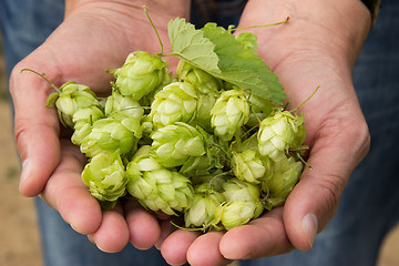 Image showing Hop crop