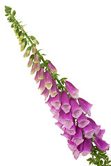 Image showing Common foxglove