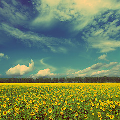 Image showing sunflowers field landscape - vintage retro style