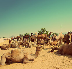 Image showing Pushkar Camel Fair - vintage retro style