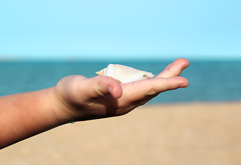 Image showing shell in baby palm on sea background