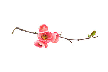 Image showing  Japanese quince branch blossom isolated on white