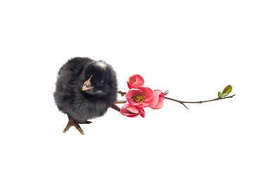 Image showing Black newborn baby chicken isolated on white