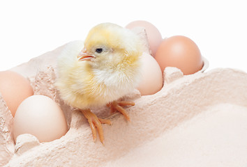 Image showing Box with eggs and a little chicken