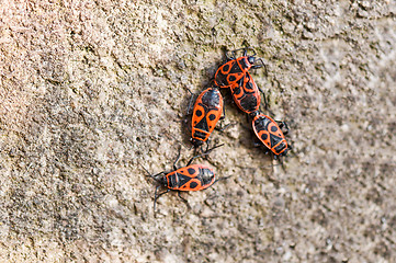 Image showing Macro photo of four fire bugs