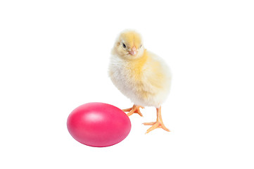 Image showing Cute baby chicken - easter background