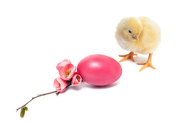 Image showing Yellow newborn baby chicken isolated on white