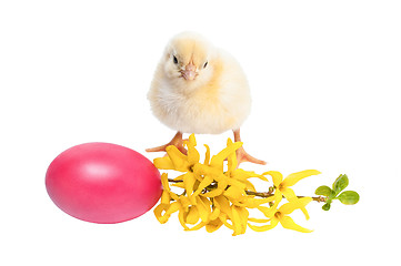 Image showing Yellow newborn baby chicken isolated on white