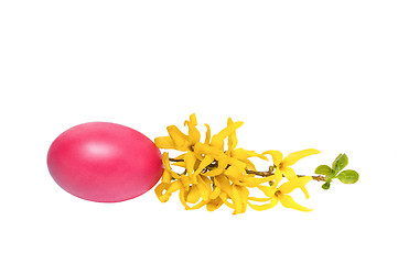 Image showing Laburnum branch with an easter egg