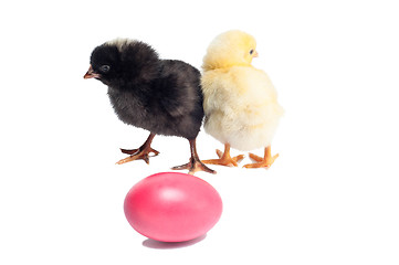 Image showing Cute black and yellow baby chickens