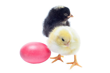 Image showing Cute black and yellow baby chickens