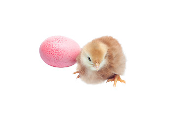 Image showing Cute baby chicken - easter background