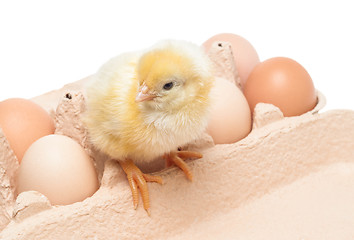 Image showing Box with eggs and a little chicken