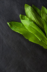 Image showing Fresh ramsons on black background