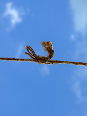 Image showing strong knot at the old rope in the sky