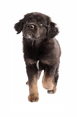 Image showing Adorable puppy walking on a white background