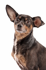 Image showing Close-up of a chihuahua on a white background